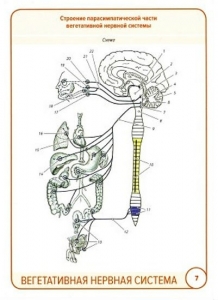 М.Р. Сапин, В.Н. Николенко, М.О. Тимофеева Анатомия человека.Черепные нервы. Карточки (26 шт)